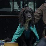 Isuzu D-Max x Ruffwear (2)